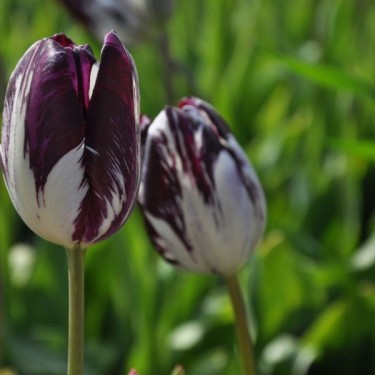 Tulipa 'Gloria Nigrorum'