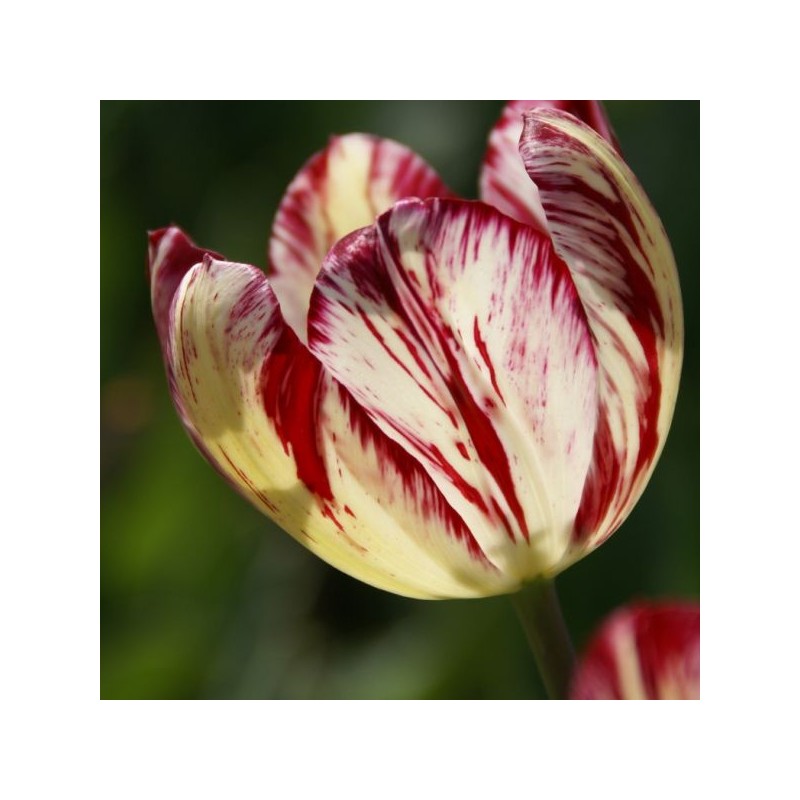 Tulipa 'Julia Farnesse' Tulipa 'Julia Farnesse'