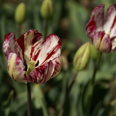 Tulipa 'Julia Farnesse' Tulipa 'Julia Farnesse'