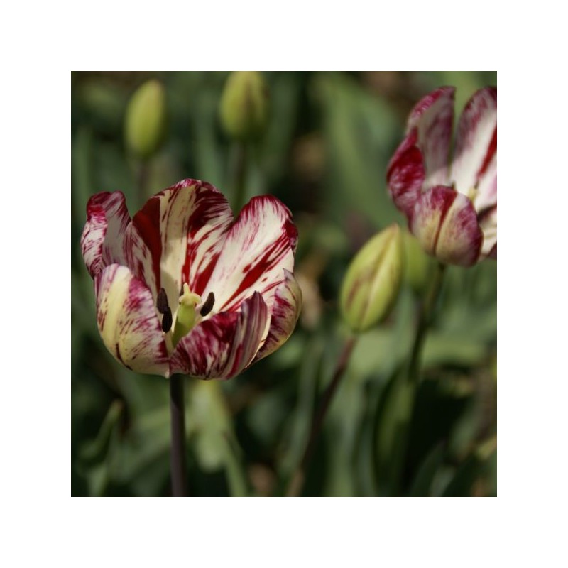 Tulipa 'Julia Farnesse' Tulipa 'Julia Farnesse'