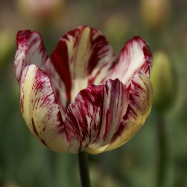 Tulipa 'Julia Farnesse' Tulipa 'Julia Farnesse'