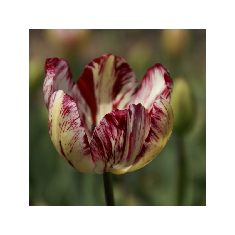 Tulipa 'Julia Farnesse' Tulipa 'Julia Farnesse'