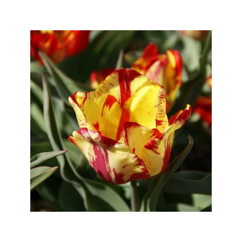 Tulipa 'Saskia'