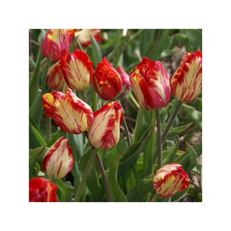 Tulipa 'Saskia'