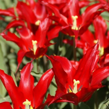 Tulipa 'Elegans Rubra'