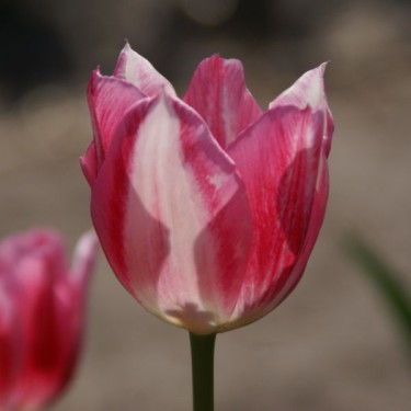 Tulipa 'Ariadne'