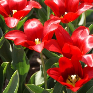 Tulipa 'Artus'