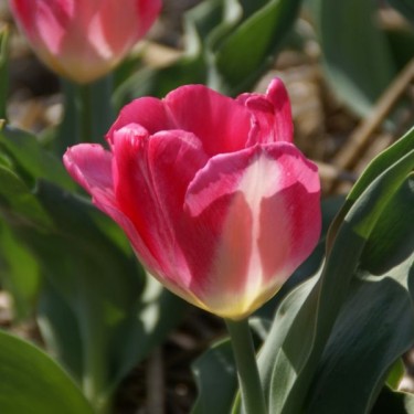 Tulipa 'Augusta'