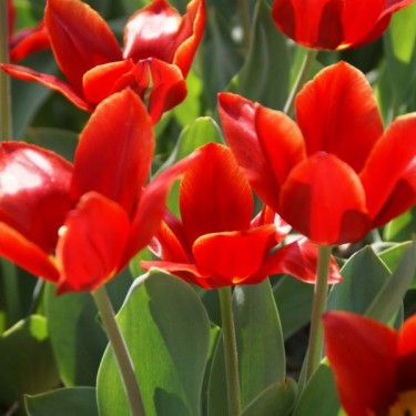 Tulipa 'Cardinal's Hat'