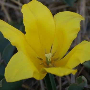 Tulipa 'Chrysolora'