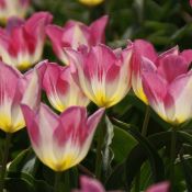 Tulipa 'Cottage Maid'