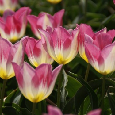 Tulipa 'Cottage Maid' Tulipa 'Cottage Maid'
