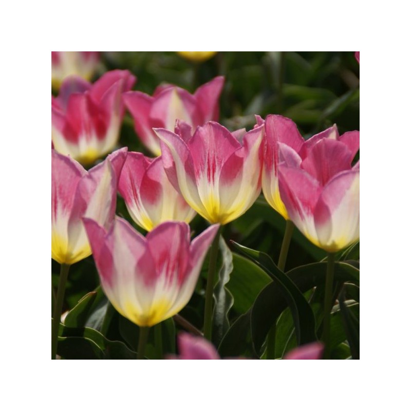 Tulipa 'Cottage Maid' Tulipa 'Cottage Maid'