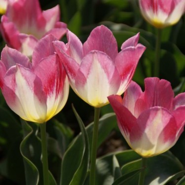 Tulipa 'Cottage Maid' Tulipa 'Cottage Maid'