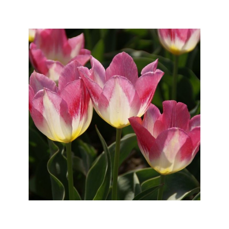 Tulipa 'Cottage Maid' Tulipa 'Cottage Maid'