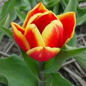 Tulipa 'Duc de Berlin'