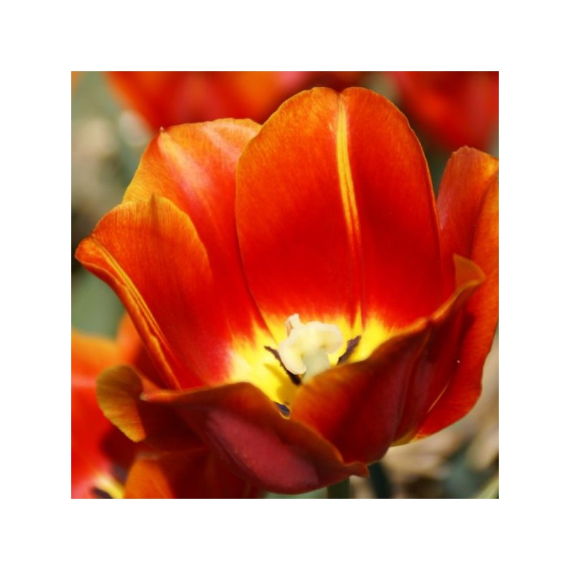 Tulipa 'Duchesse de Parma' Tulipa 'Duchesse de Parma'
