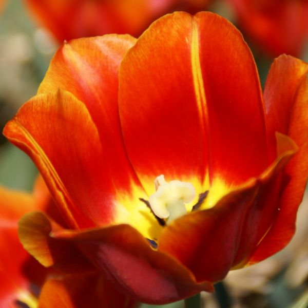 Tulipa 'Duchesse de Parma'