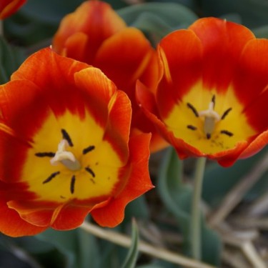 Tulipa 'Duchesse de Parma' Tulipa 'Duchesse de Parma'