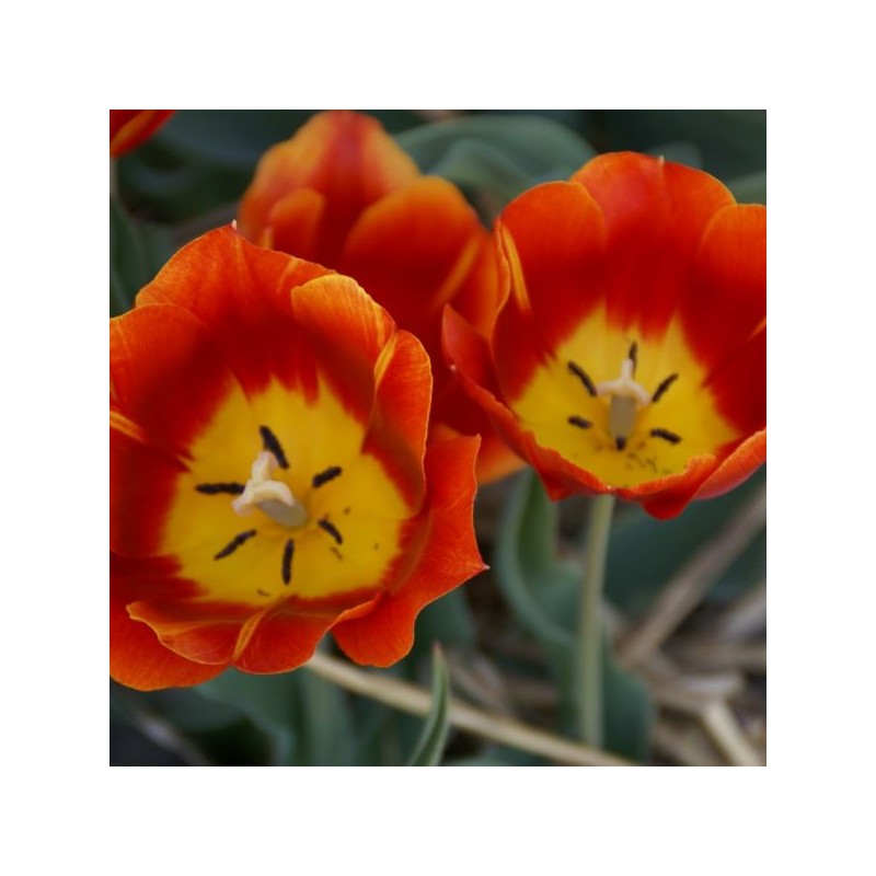 Tulipa 'Duchesse de Parma' Tulipa 'Duchesse de Parma'