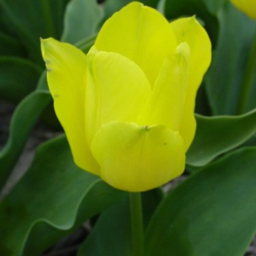 Tulipa 'Gele Prins'