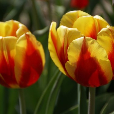 Tulipa 'Keizerskroon'