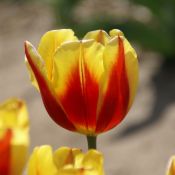 Tulipa 'Keizerskroon'
