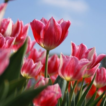 Tulipa 'La Reine Rose'