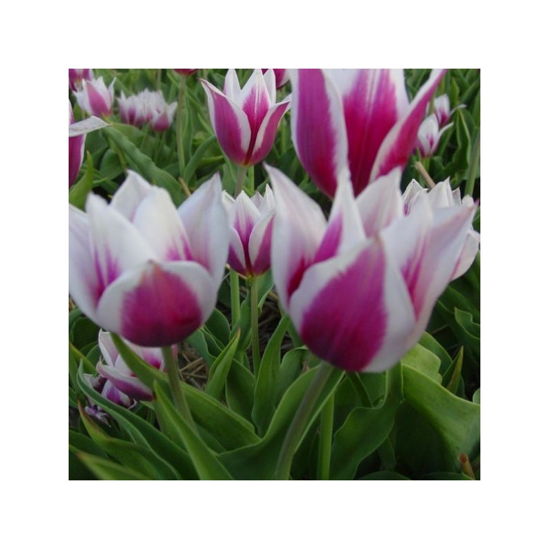 Tulipa 'Lac van Rijn' Tulipa 'Lac van Rijn'
