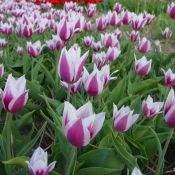 Tulipa 'Lac van Rijn'