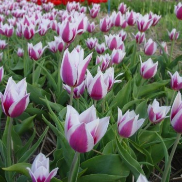 Tulipa 'Lac van Rijn' Tulipa 'Lac van Rijn'