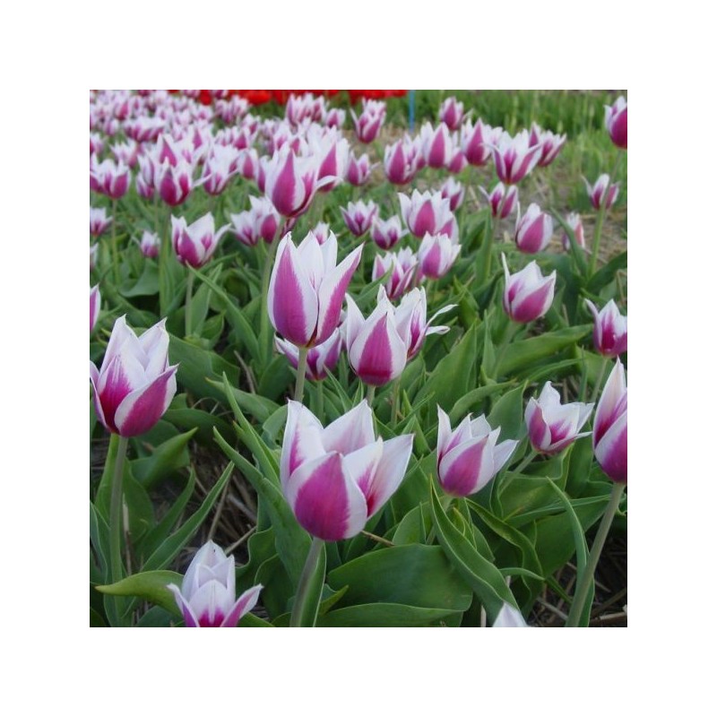 Tulipa 'Lac van Rijn' Tulipa 'Lac van Rijn'