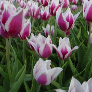 Tulipa 'Lac van Rijn' Tulipa 'Lac van Rijn'