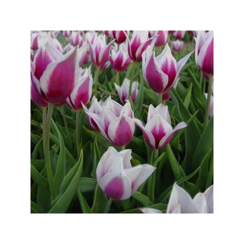 Tulipa 'Lac van Rijn' Tulipa 'Lac van Rijn'