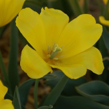 Tulipa 'Pluvia d'Oro'
