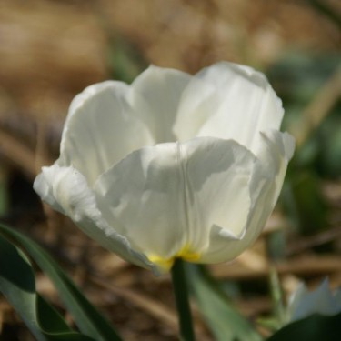 Tulipa 'Pottebakker White'
