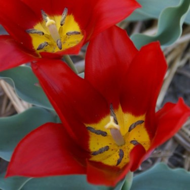 Tulipa 'Roi Cramoisi'