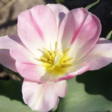 Tulipa 'Rosamunde Huykman' Tulipa 'Rosamunde Huykman'