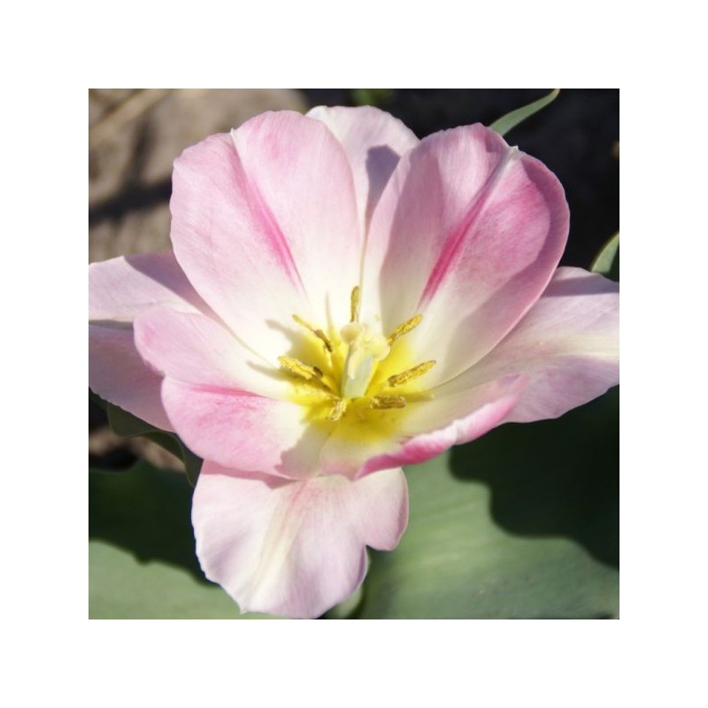 Tulipa 'Rosamunde Huykman' Tulipa 'Rosamunde Huykman'