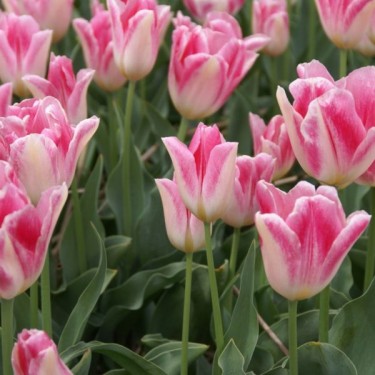 Tulipa 'Rosamunde Huykman'