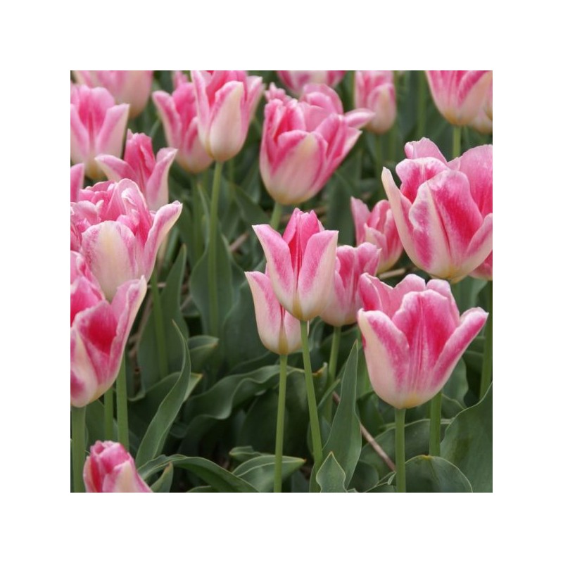 Tulipa 'Rosamunde Huykman' Tulipa 'Rosamunde Huykman'