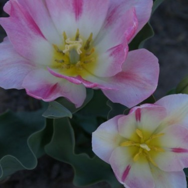 Tulipa 'Rosamunde Huykman' Tulipa 'Rosamunde Huykman'