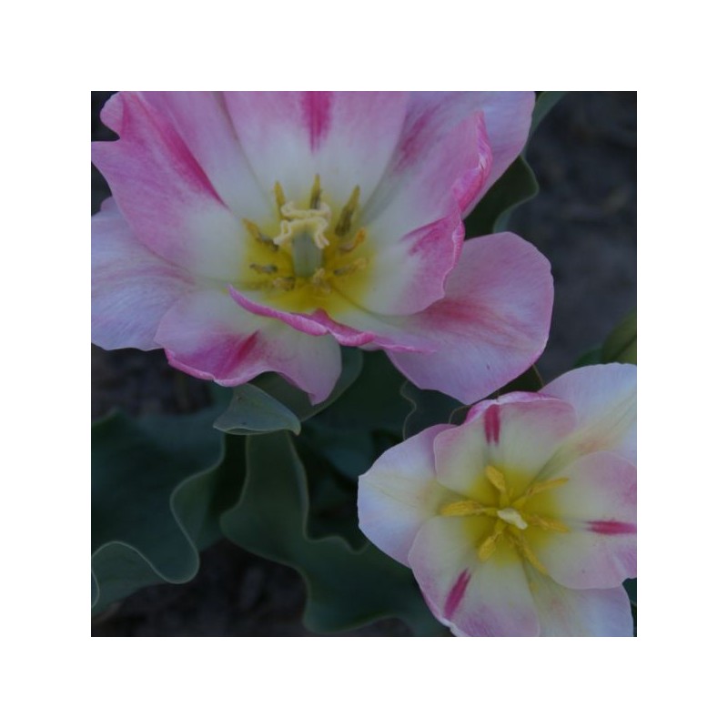 Tulipa 'Rosamunde Huykman' Tulipa 'Rosamunde Huykman'