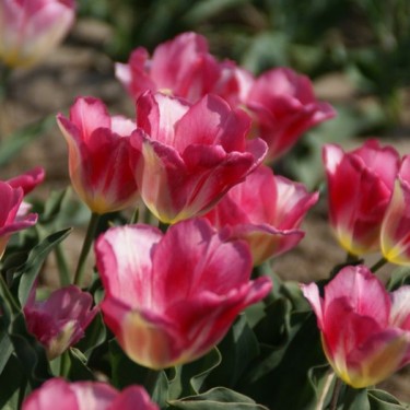 Tulipa 'Rose Gris de Lin'