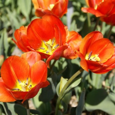 Tulipa 'Thomas Morus'