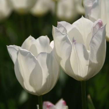 Tulipa 'Victoria'