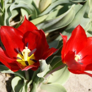 Tulipa 'Vuurvlam'