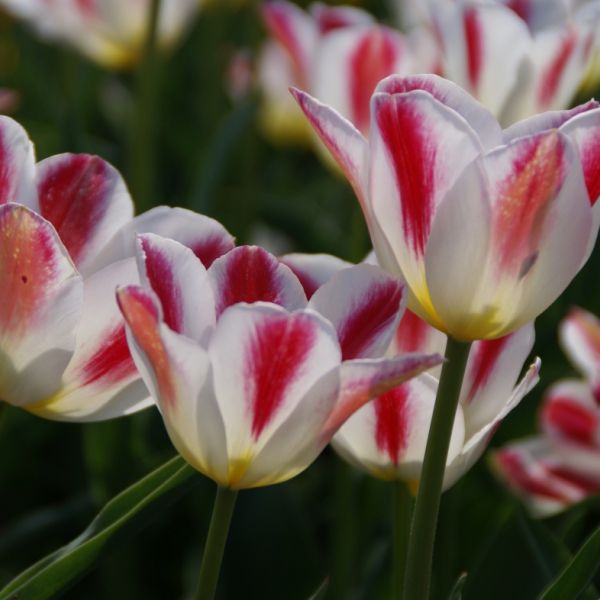 Tulipa 'Wapen van Leiden'