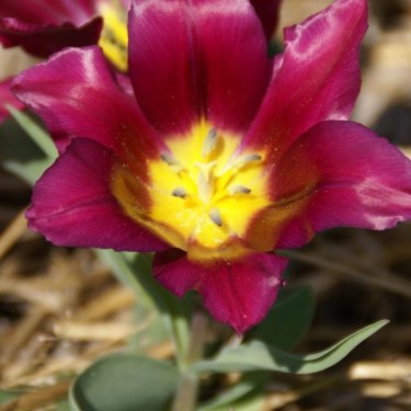 Tulipa 'Wouwerman'