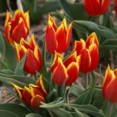 T. 'Duc van Tol Red and Yellow' T. 'Duc van Tol Red and Yellow'
